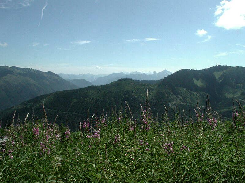 Mountain landscape with wildflowers in the foreground.