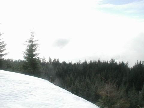 1985 Ford Bronco - A snowy slope leads down to a dense forest of evergreen trees under a cloudy sky.