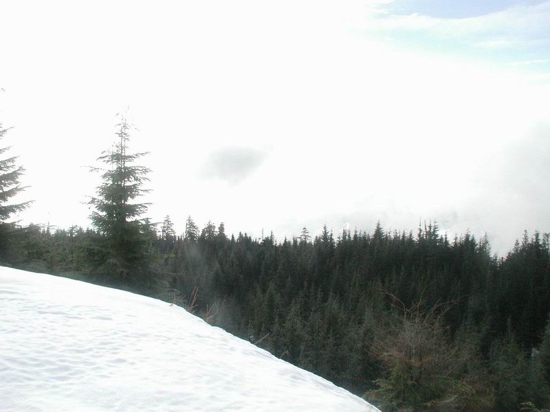 Snowy slope and evergreen forest under a cloudy sky.