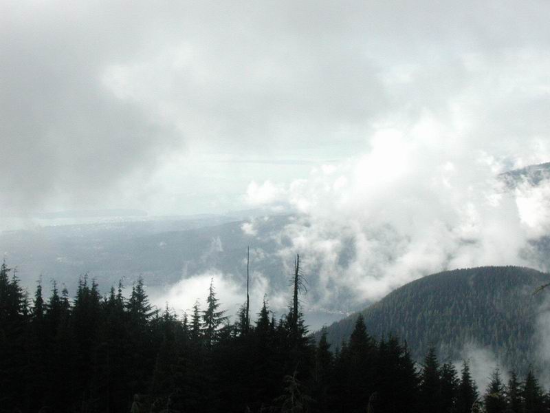 Misty mountain landscape with evergreen trees and clouds
