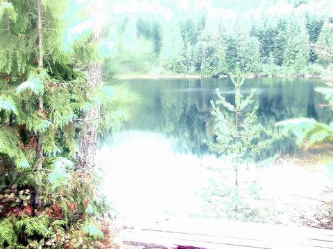 1985 Ford Bronco - A serene lake reflects the surrounding evergreen forest under a bright sky. Lush green trees frame the foreground, with a small sapling in…