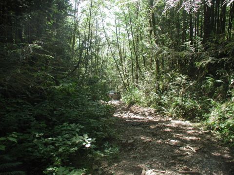 1985 Ford Bronco - A white 1985 Ford Bronco is seen driving down a rocky, wooded trail. The vehicle is partially obscured by trees and foliage.
