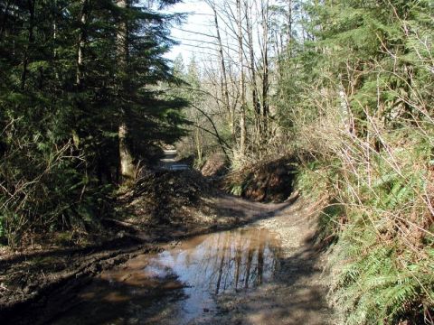 1985 Ford Bronco - A muddy, rutted dirt path winds through a forest with a large puddle reflecting the trees. The path appears to be under construction or mai…