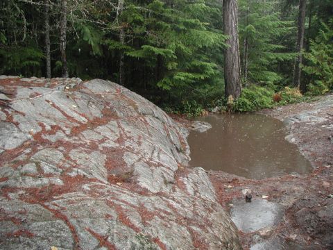 1985 Ford Bronco - A puddle of water collects on the ground next to a large rock in a forest setting. Raindrops are visible in the water.