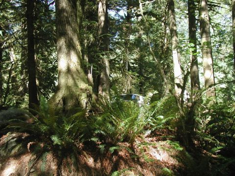 Silver SUV partially hidden by forest foliage.