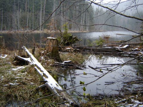 1985 Ford Bronco - A serene winter scene of a lake or pond surrounded by tall trees. Fallen logs and tree stumps are visible along the water's edge, with a li…