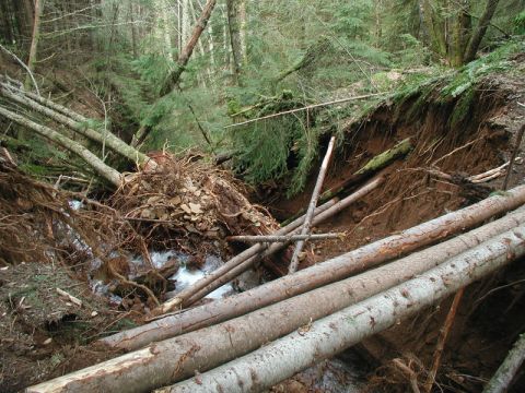 1985 Ford Bronco - A landslide has occurred in a forest, with numerous fallen trees and exposed roots creating a chaotic scene over a small stream. The ground…