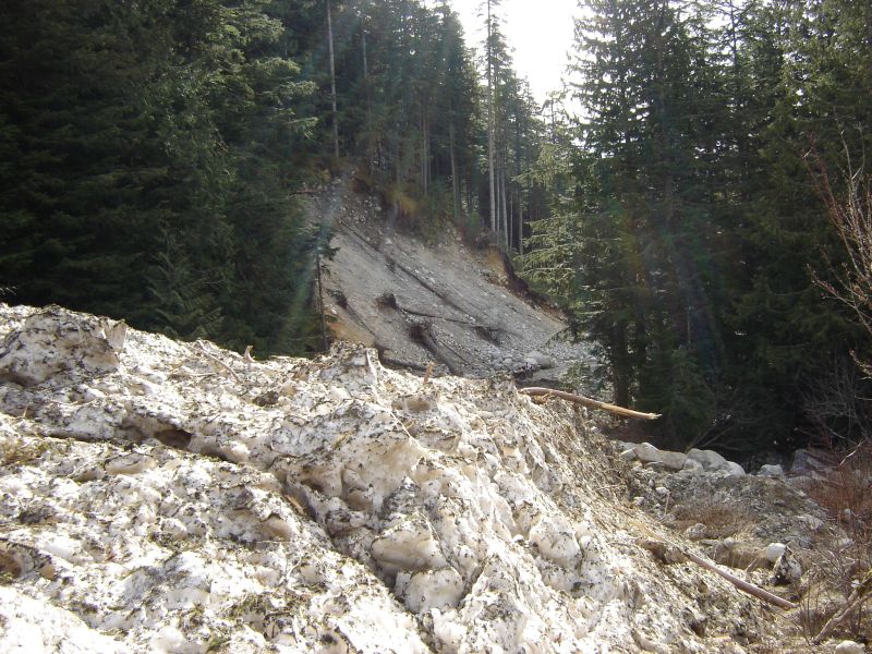 Landslide with snow and debris on a forested mountainside.