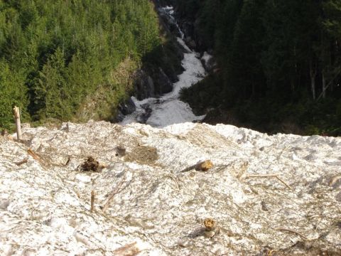 1985 Ford Bronco - A steep, snow-covered mountainside with a dense forest on either side. Debris, including logs and branches, is scattered across the snow.