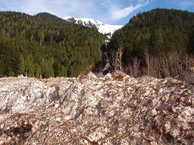 Snowy mountain slope with evergreen forest and a snow-capped peak.
