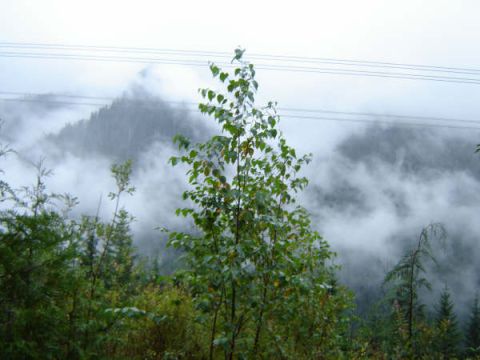 1985 Ford Bronco - A misty mountain scene with trees in the foreground and power lines overhead.