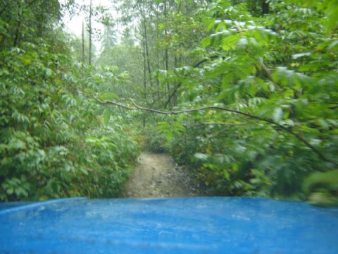 1985 Ford Bronco - The front blue hood of a 1985 Ford Bronco is visible in the foreground, with a dirt path leading through a dense, green forest in the backg…