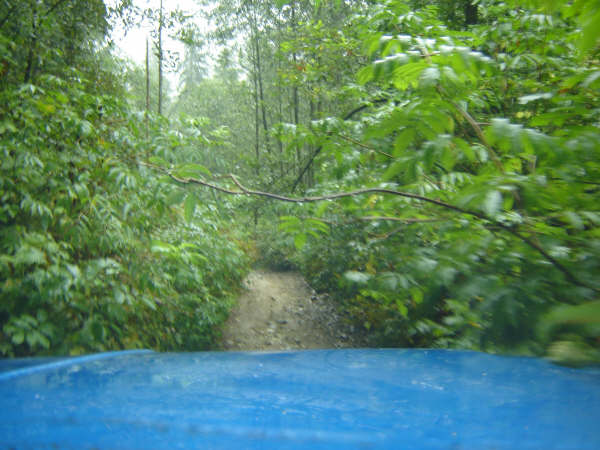 Blue hood of a 1985 Ford Bronco with a forest path behind it.