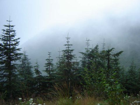 1985 Ford Bronco - A misty forest scene with tall evergreen trees and dry grass in the foreground.