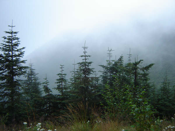 Misty forest with evergreen trees and dry grass.