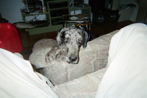 1978 Ford Bronco - A Great Dane dog rests on a couch in a living room.