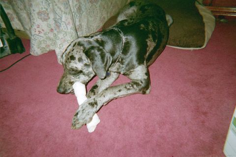 1978 Ford Bronco - A Great Dane dog is lying on a pink carpet, chewing on a bone. The dog has a merle coat pattern.