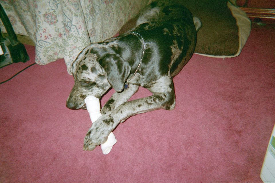Great Dane dog chewing a bone on a pink carpet