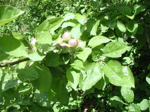 1985 Ford Bronco - Found a bunch of apples growing in the brush.
