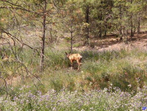 1985 Ford Bronco - A deer stands in a field of wildflowers and pine trees.