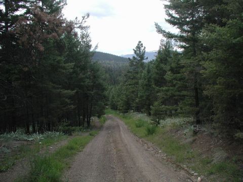 Dirt road through a pine forest with mountains in the background.