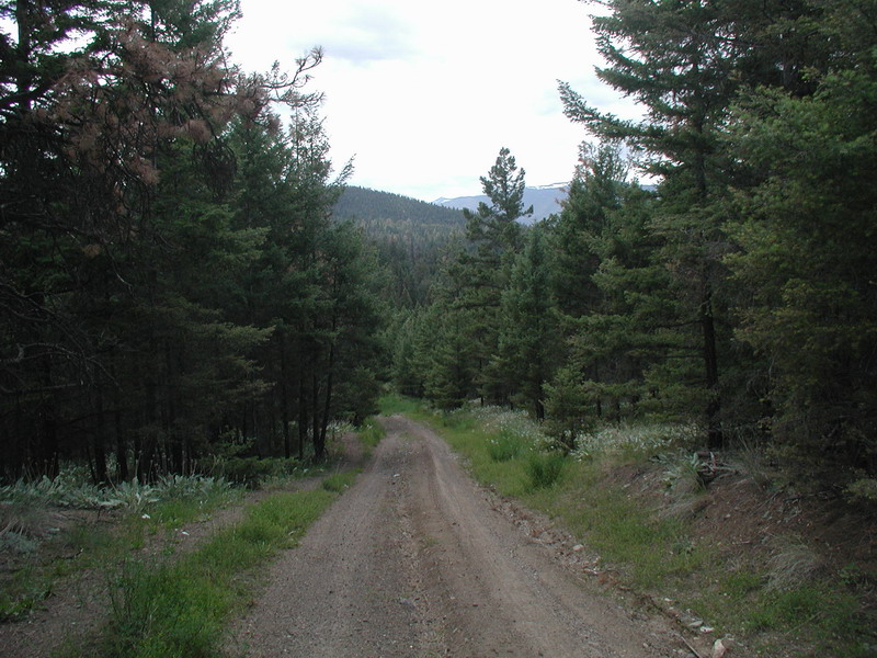 Dirt road through a pine forest with mountains in the background.