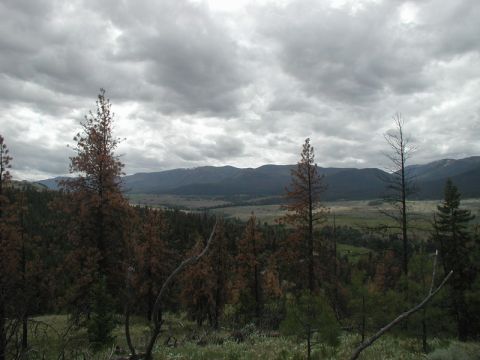 Overcast sky above a valley with dead and green pine trees in the foreground.