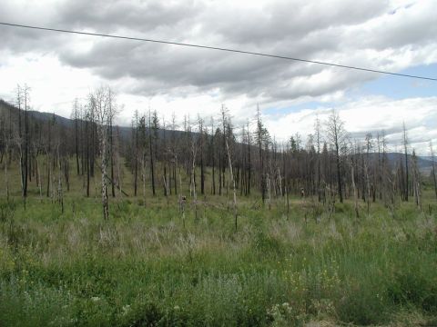 Landscape with burnt trees and green grass under a cloudy sky.