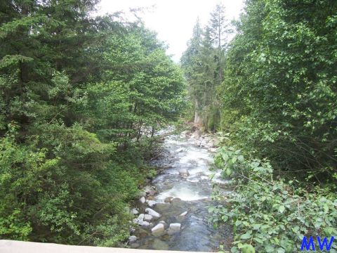 1985 Ford Bronco - A fast-moving river flows through a dense forest with tall evergreen and deciduous trees lining the banks. Rocks are visible in the riverbe…