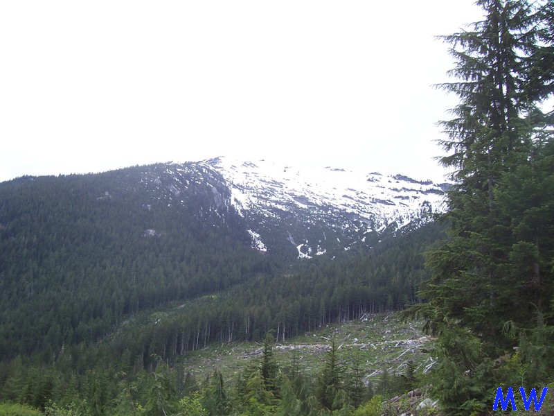 Snow-capped mountain range covered in evergreen trees.