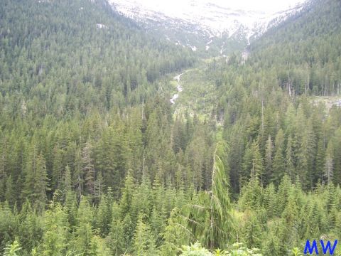 Dense evergreen forest on a mountainside with a stream.