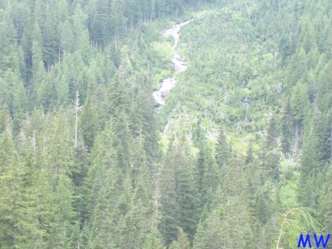 Dense evergreen forest with a stream.