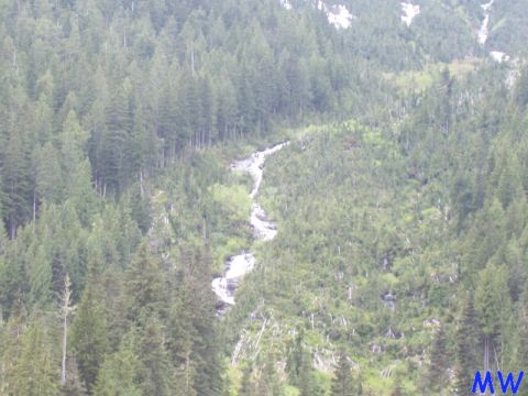 Waterfall flowing through a dense evergreen forest on a mountainside.