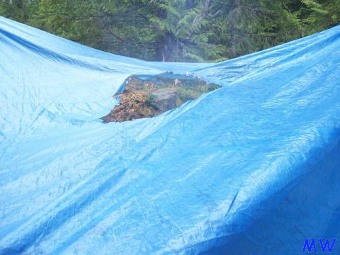 Blue tarp covering debris and a rock in a forest setting.