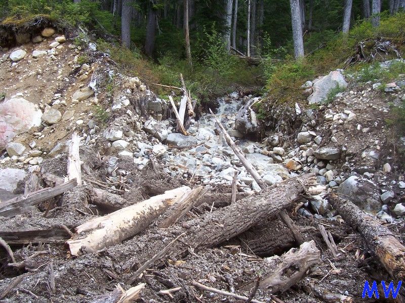 Landslide in a forest with debris and a stream.