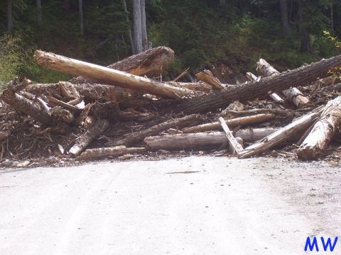 A pile of logs blocking a dirt road in a forest.