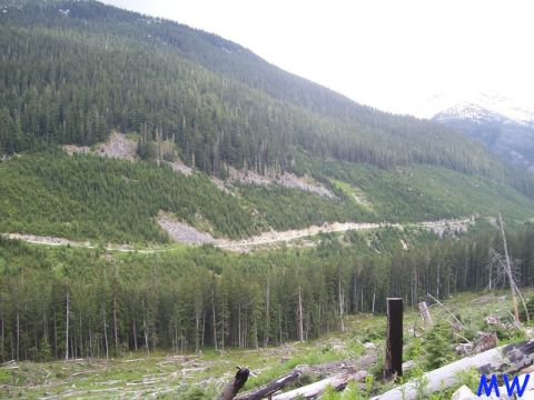 A dirt road winds through a forested mountainside with a cleared foreground.