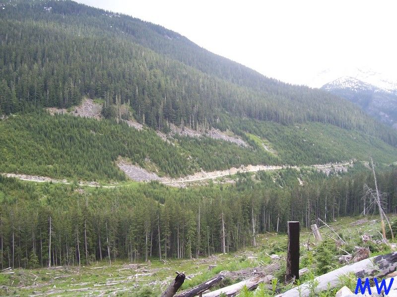 A dirt road winds through a forested mountainside with a cleared foreground.