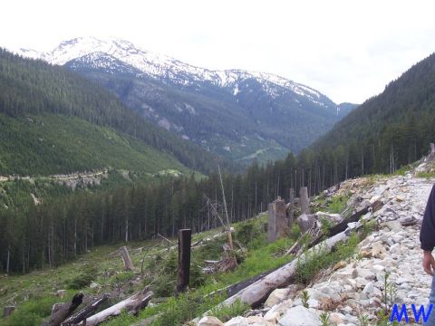Mountain valley with snow-capped peak, pine forests, and a cleared foreground with tree stumps.