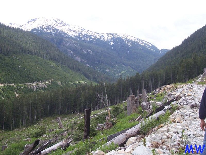 Mountain valley with snow-capped peak, pine forests, and a cleared foreground with tree stumps.