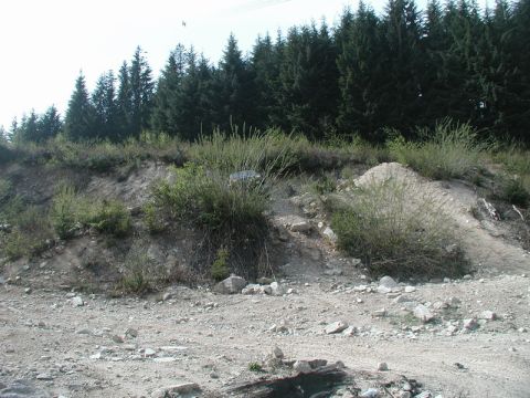 Dark vehicle partially hidden by bushes on a dirt embankment.