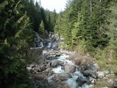River flowing through a forest with evergreen trees and rocks.