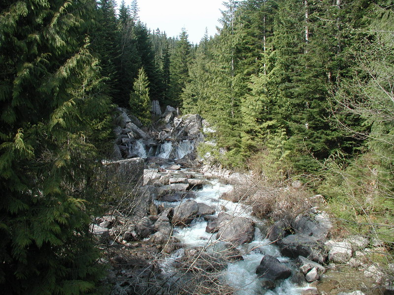 River flowing through a forest with evergreen trees and rocks.