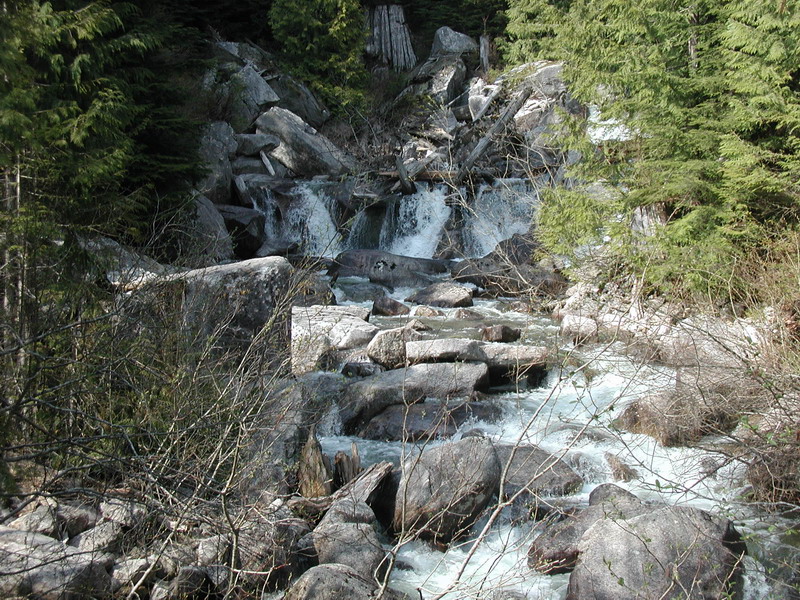 A rocky stream with a small waterfall flowing through a forest.