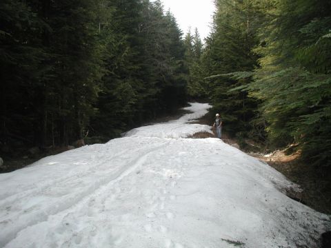 Person on a snowy forest path with evergreen trees.