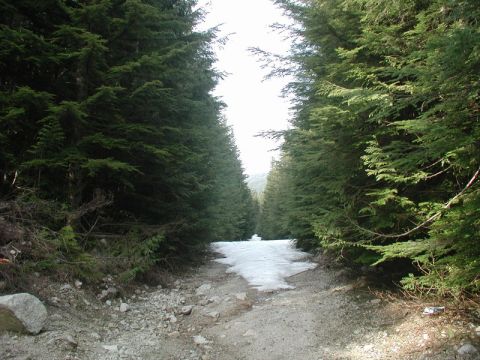 Dirt road through a forest with evergreen trees and a patch of snow.