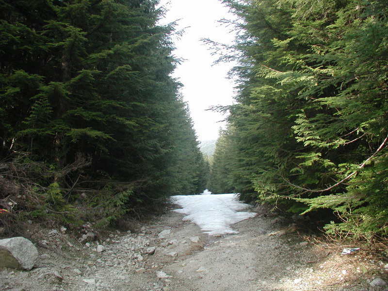 Dirt road through a forest with evergreen trees and a patch of snow.