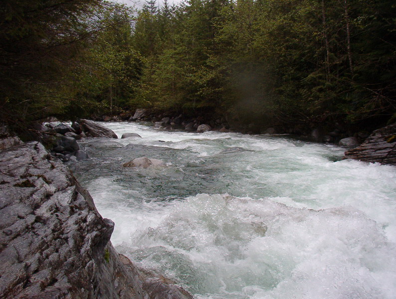 A turbulent river flowing through a forest with rocky banks.