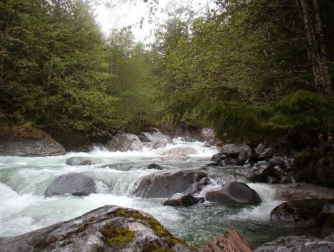 A river flowing over rocks through a forest.