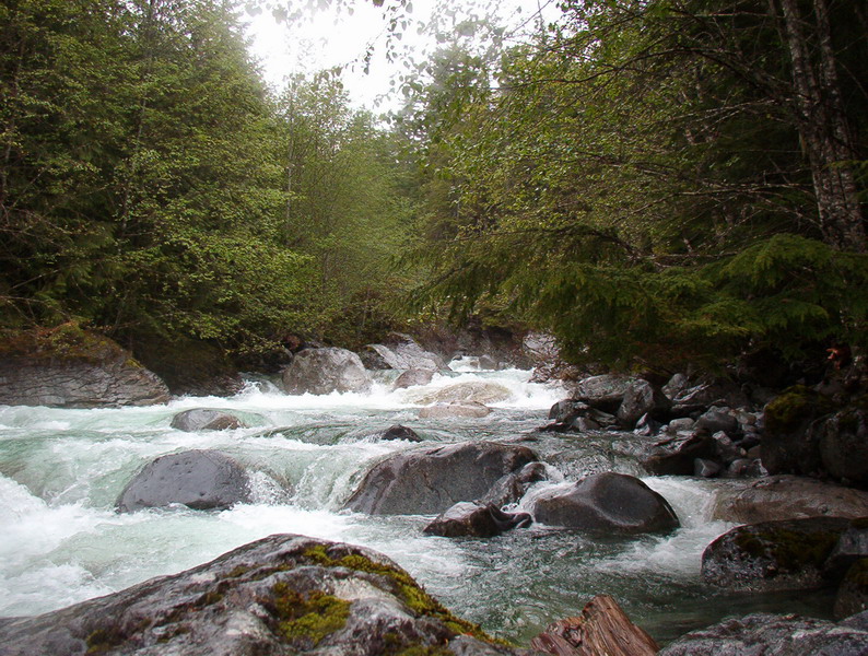 A river flowing over rocks through a forest.